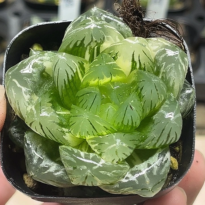 11巨大变异龙鳞玉露锦