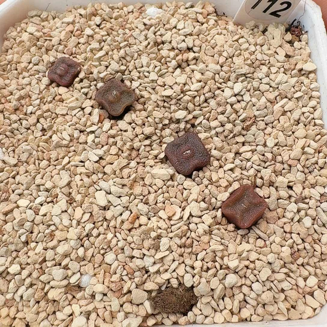 多肉植物方糖打包价112