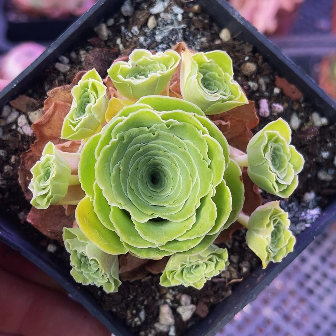 蕾丝朵丽娅 非偏远包邮 多肉
