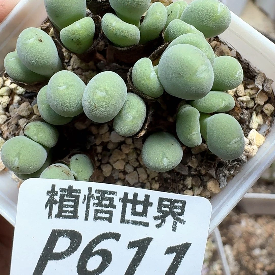 多肉植物的润泽的多