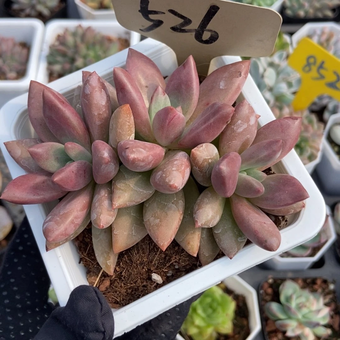 526桃花源多肉植物保护
