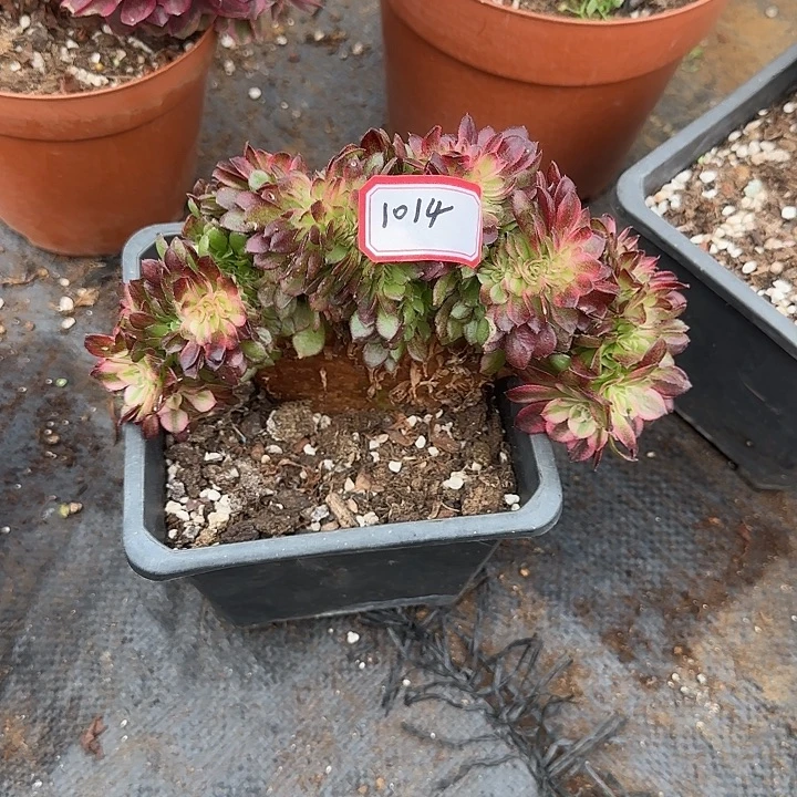 精品多肉植物01014