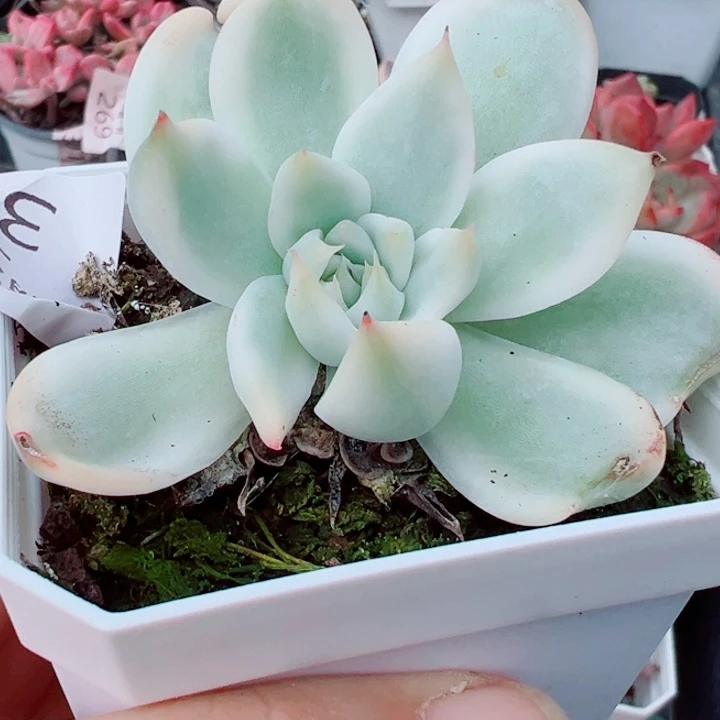 吉娃娃锦多肉植物372