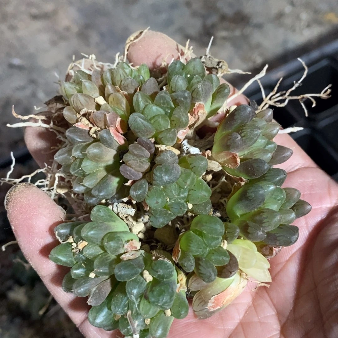 6177 一组福利。