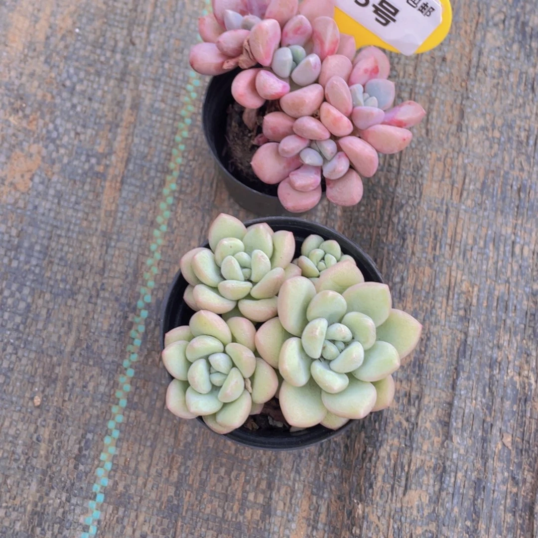 545号 老桩花斑鹭加泡泡糖