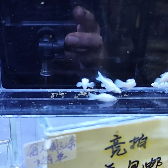孔雀鱼25瓷白玛丽苗6条