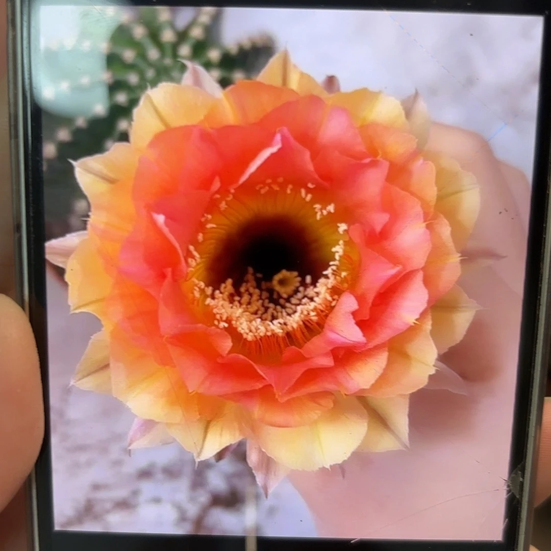 彩草1-11号7-7.5公分带崽