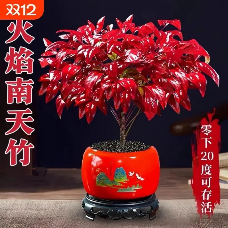 火焰南天竹盆栽冬季耐寒红叶绿植室内外客厅阳台四季好养植物盆景