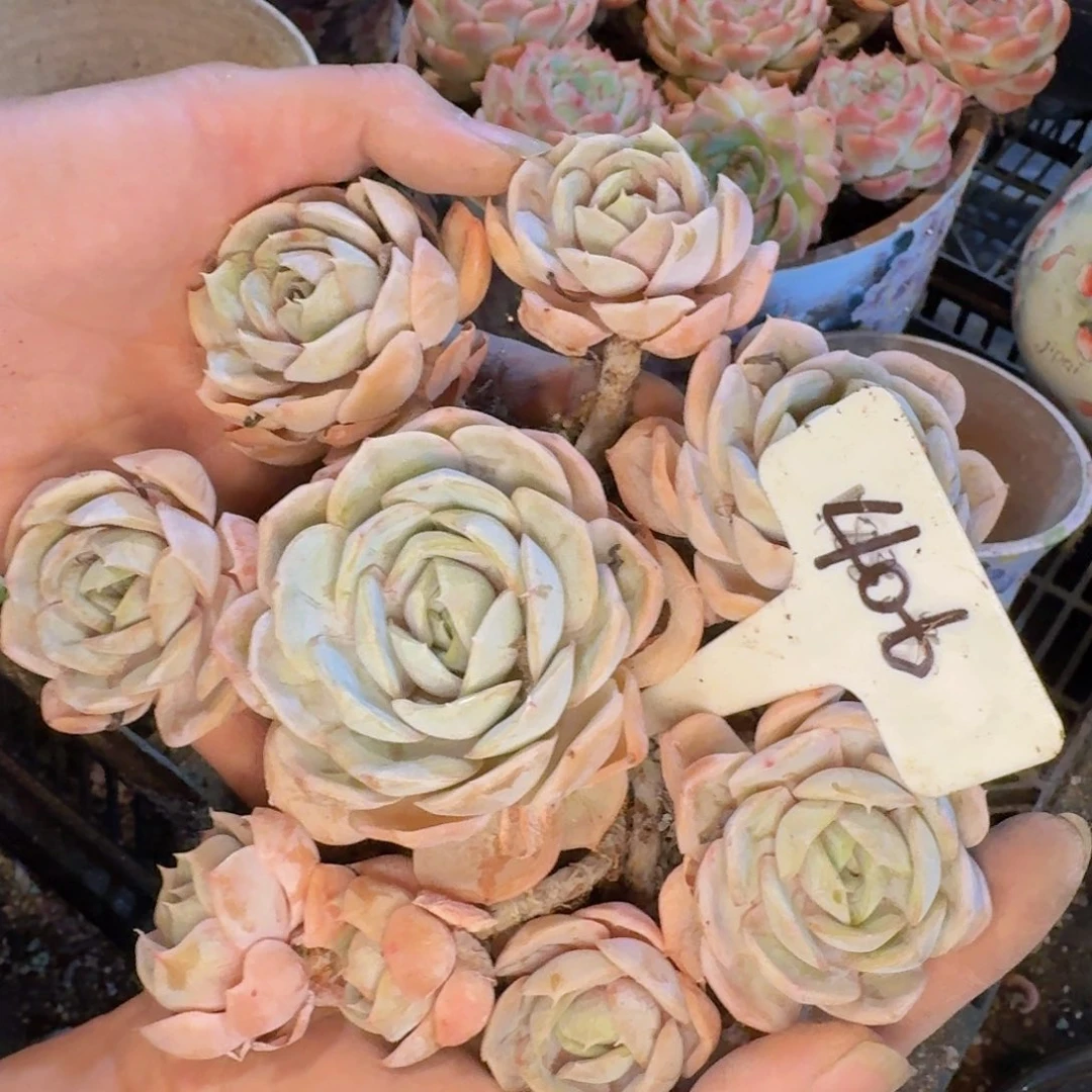 多肉植物的生长发育和生长