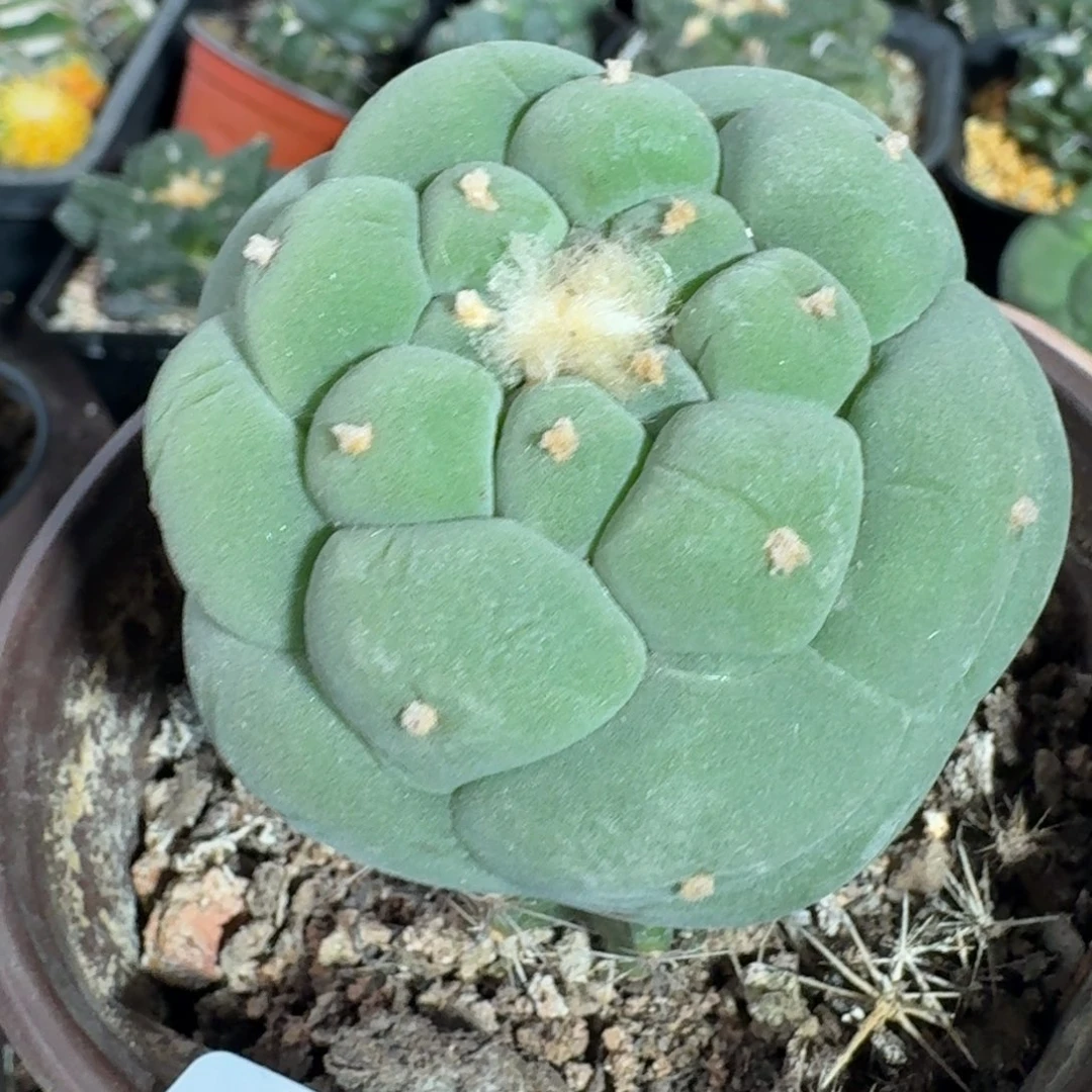 【闪购商品】?****?大尤鲜809