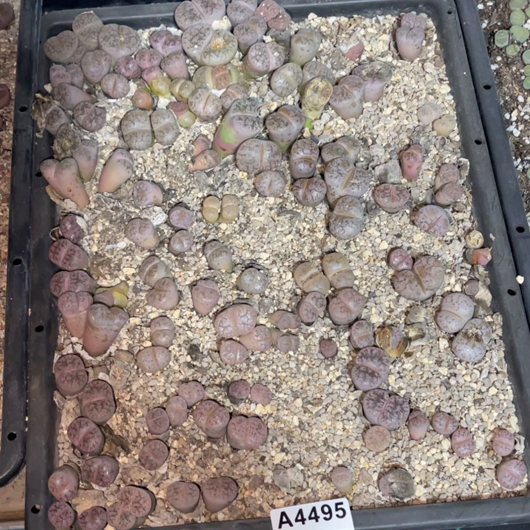 哈***Z4495福利筐1不售后