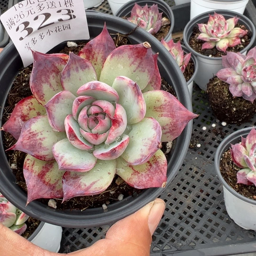 323号微瑕疵款量拍多肉满18元包邮下午发货