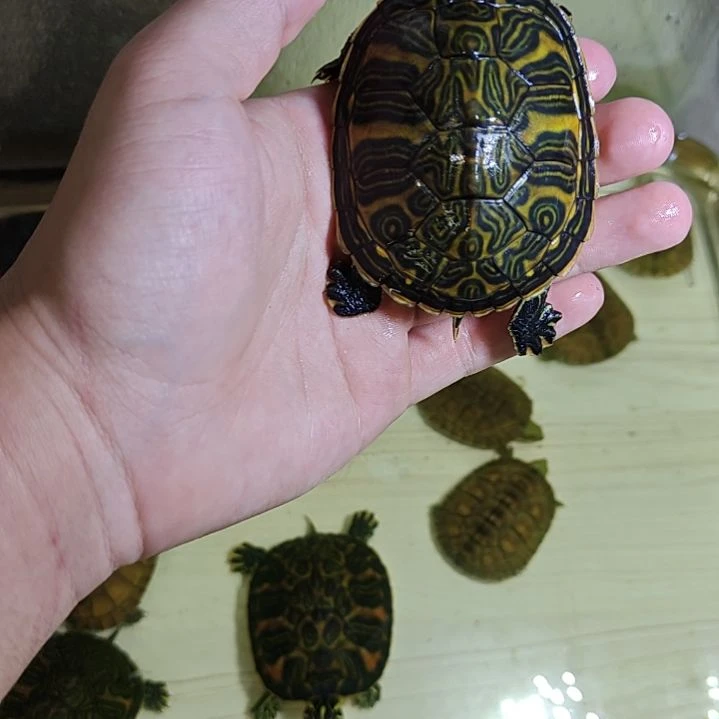 中国大陆火焰龟，如图一龟一拍包邮