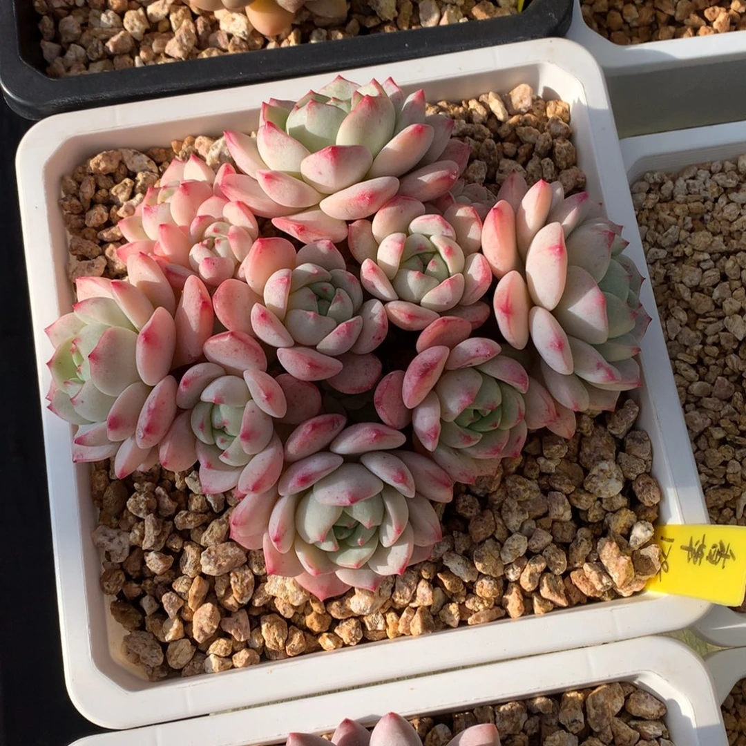 我们家的小姐姐们都