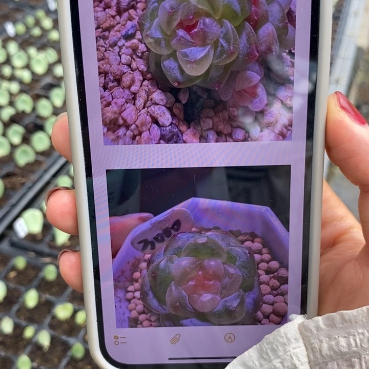 甜心3000芽苗一个多肉量拍