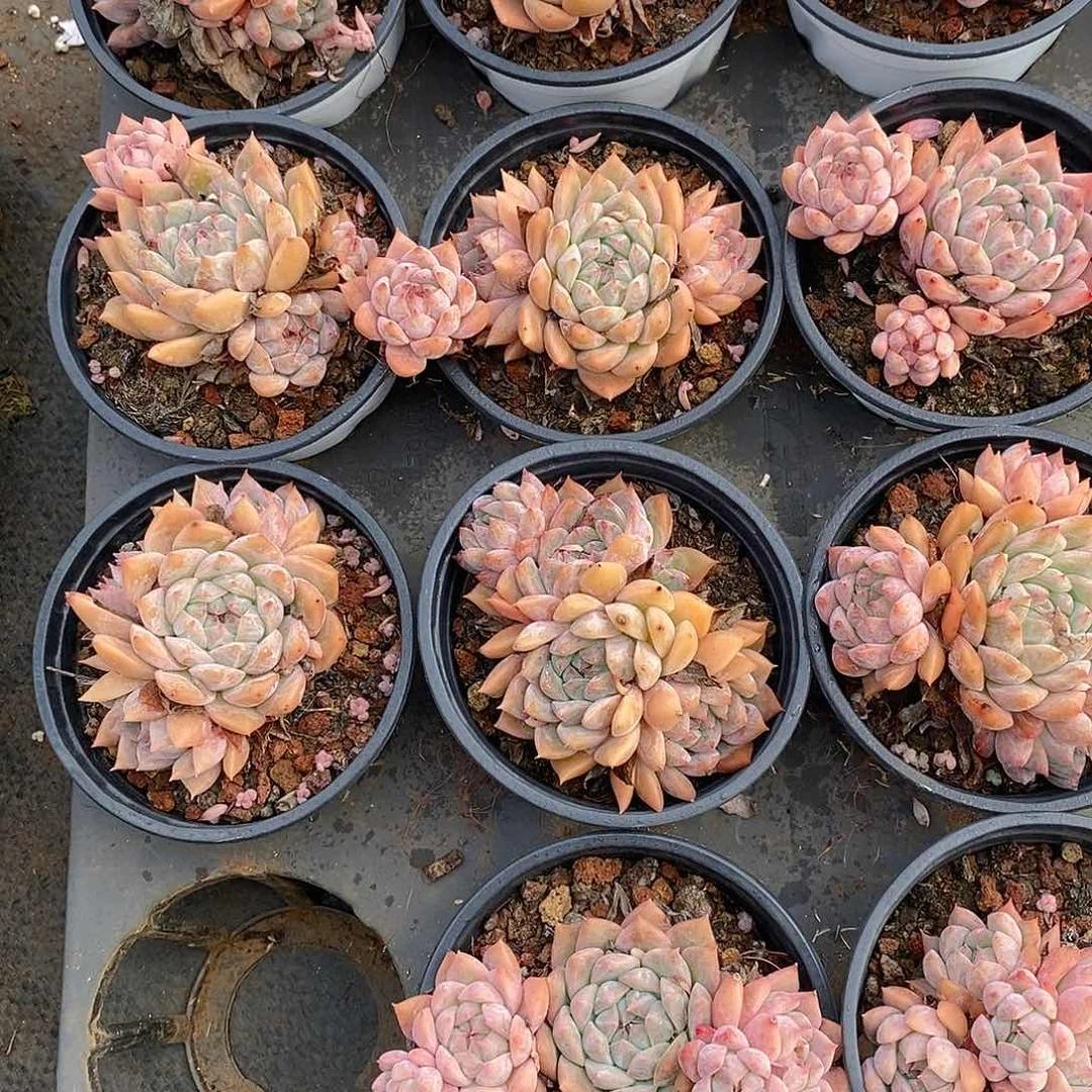 金汇园艺，团霜花群