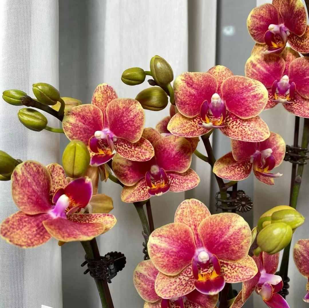 【李先生】金蝶单花剑！！蝴蝶兰带花发货