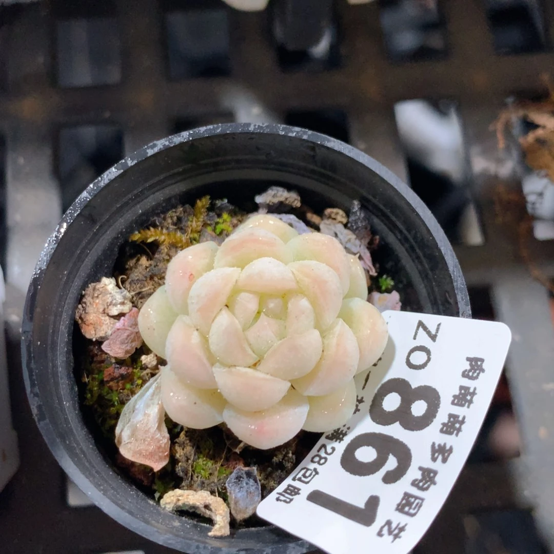 5CM拇指盆精控多肉ZO861