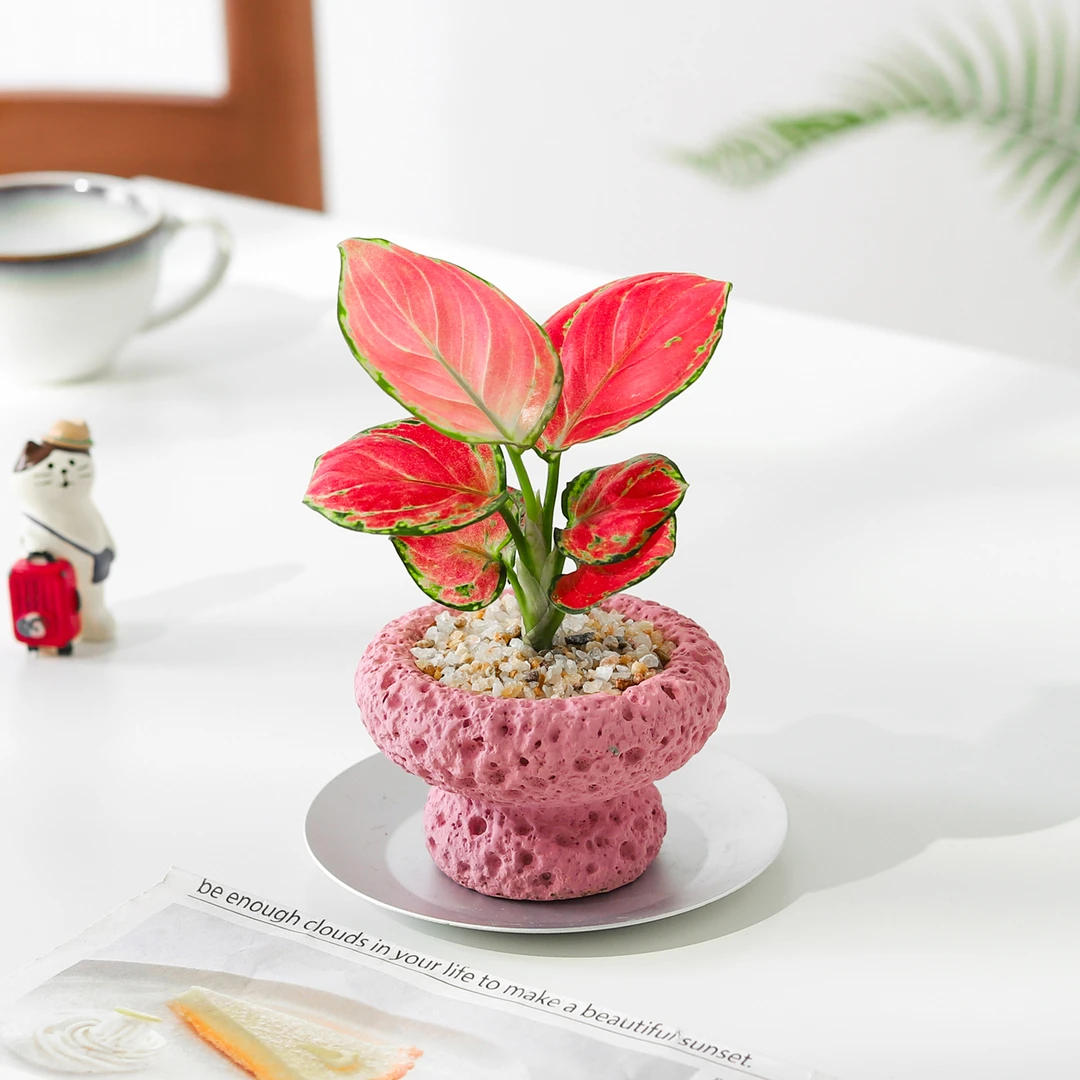 吉利红绿植小盆栽办公室内桌面摆件植物好养活四季懒人情绪花卉