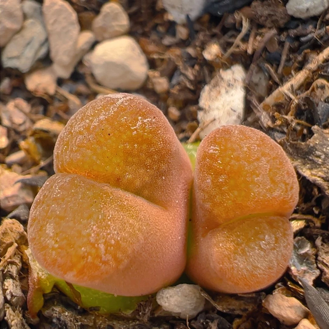70多肉植物百科知识