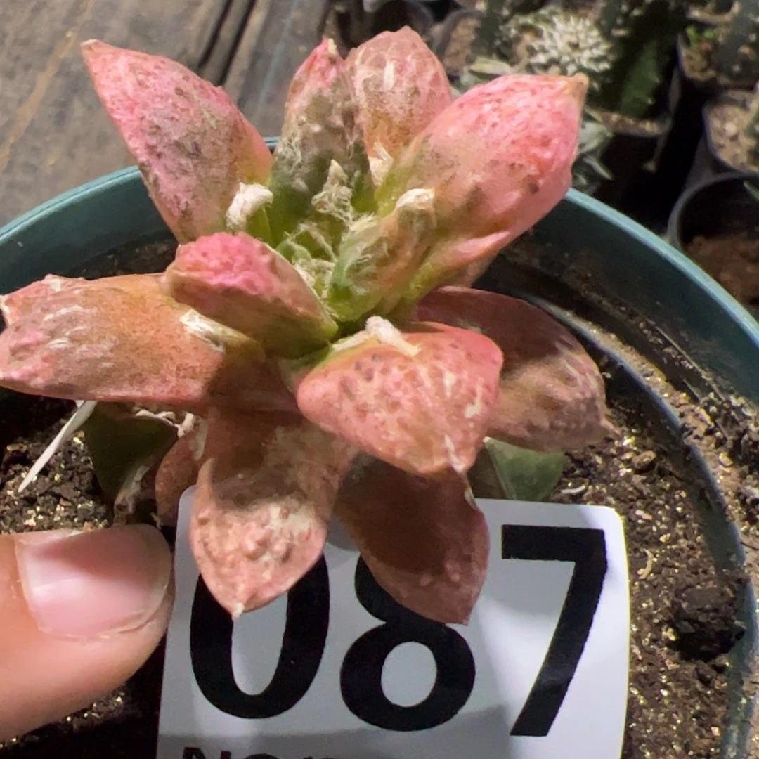 勃氏牡丹锦仙人球087