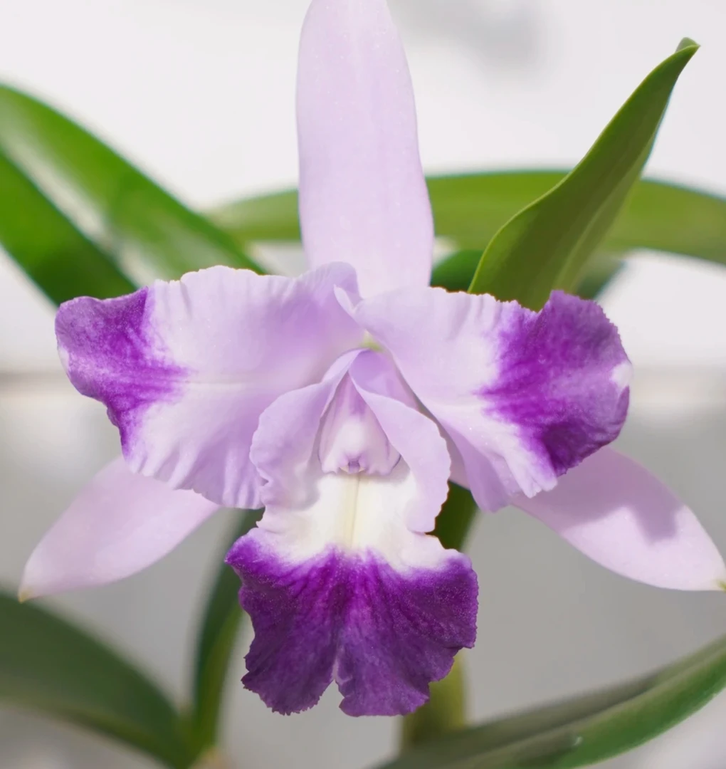 卡特兰 小卡 青苗 混发不挑品种 瑕疵尾货苗