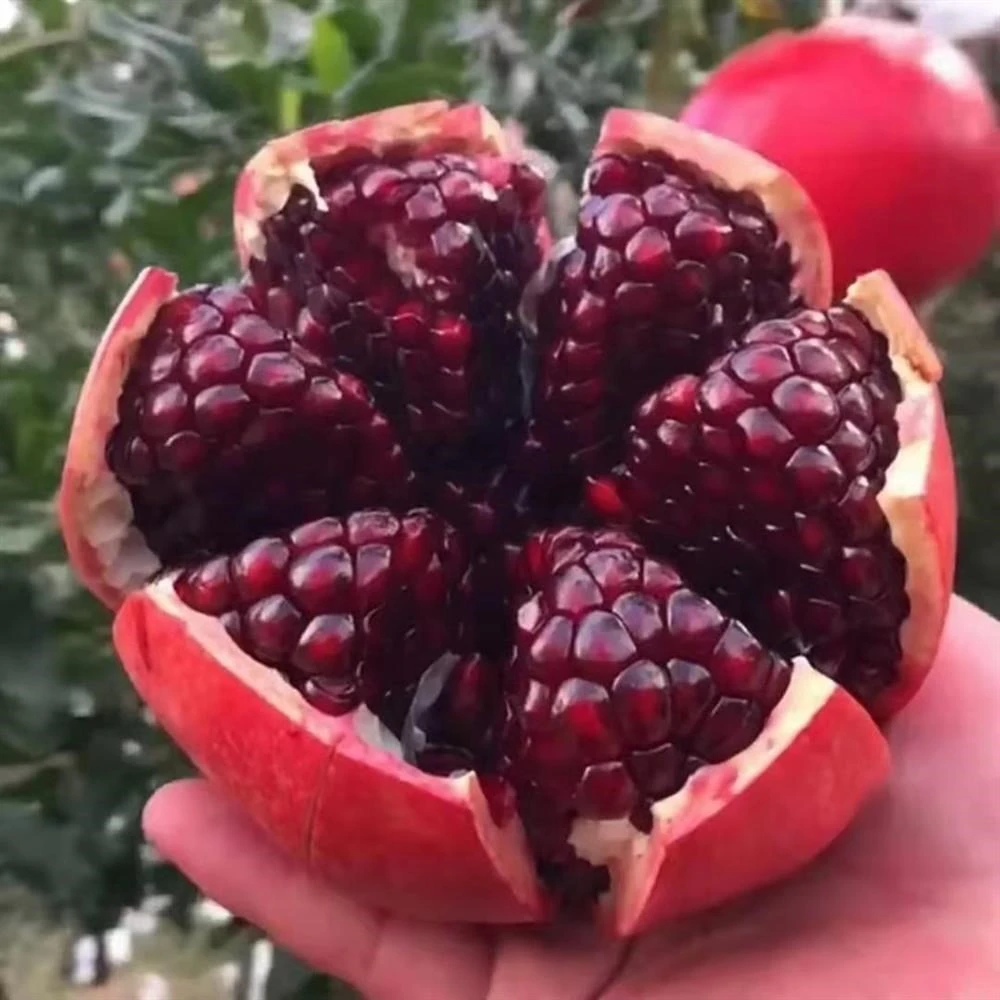 【多品种】嫁接苗石留蒙阳红南北方种植盆栽地栽买一送一