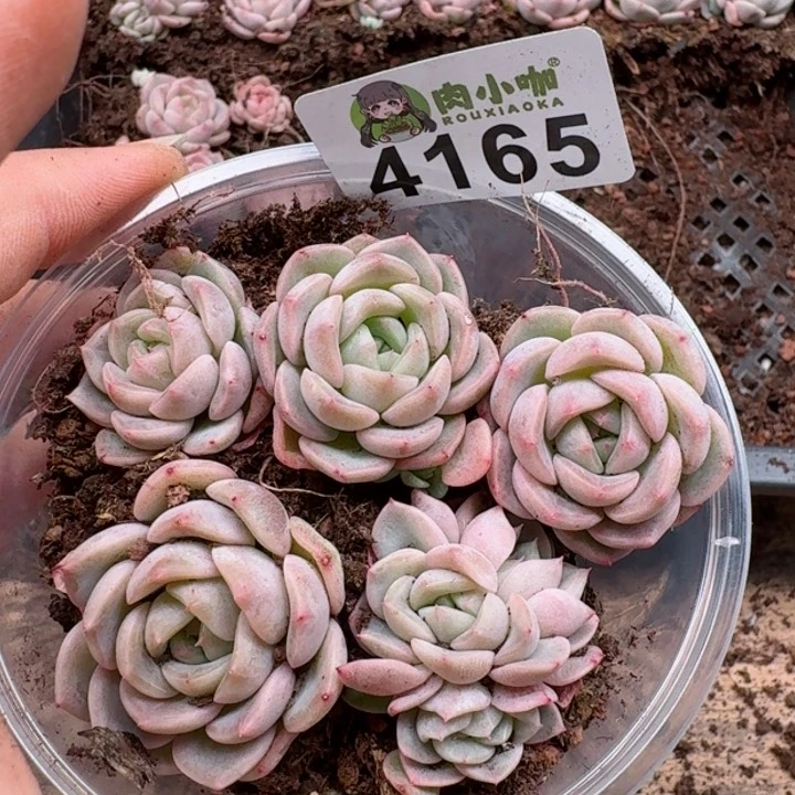 多肉植物多肉植物