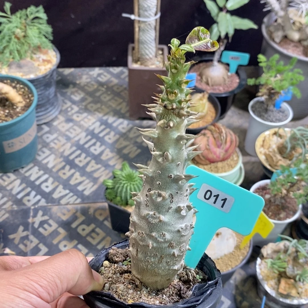 温莎瓶干多肉植物