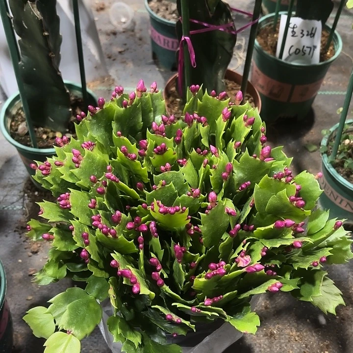 沧***芳当前无花栽培后可以开花