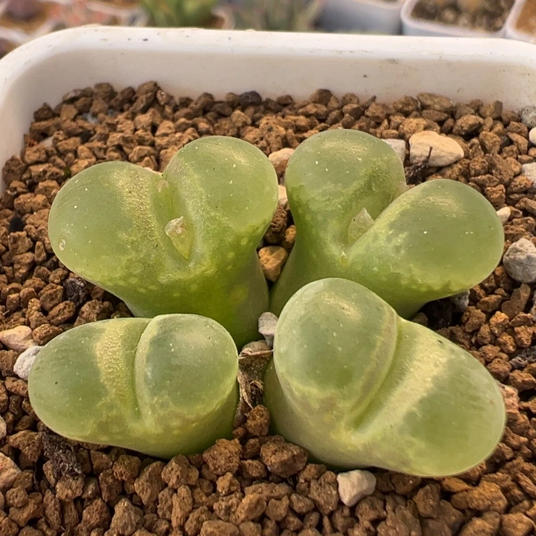 32多肉植物百科植物