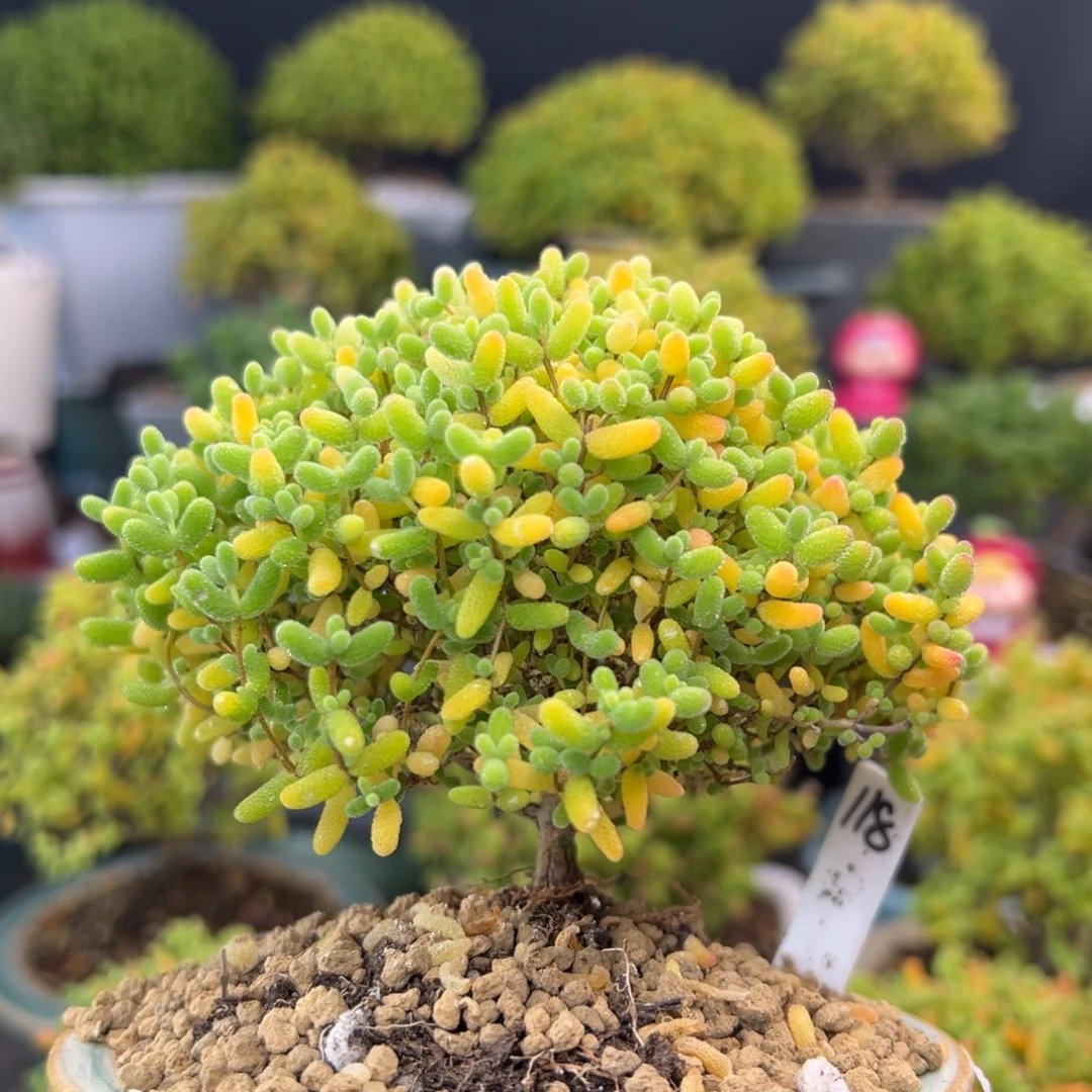 dy3403精控蜜橘糖球冠幅9.5cm不含盆