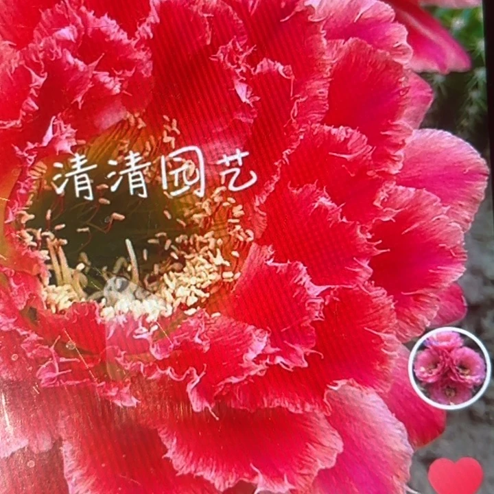 清清蒙娜丽莎根仙人球瑕疵