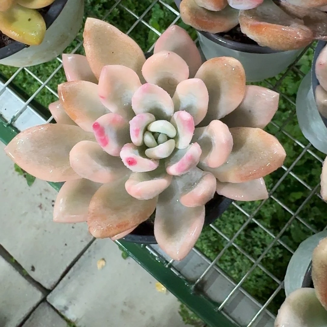 奥普琳娜锦10㎝冠幅