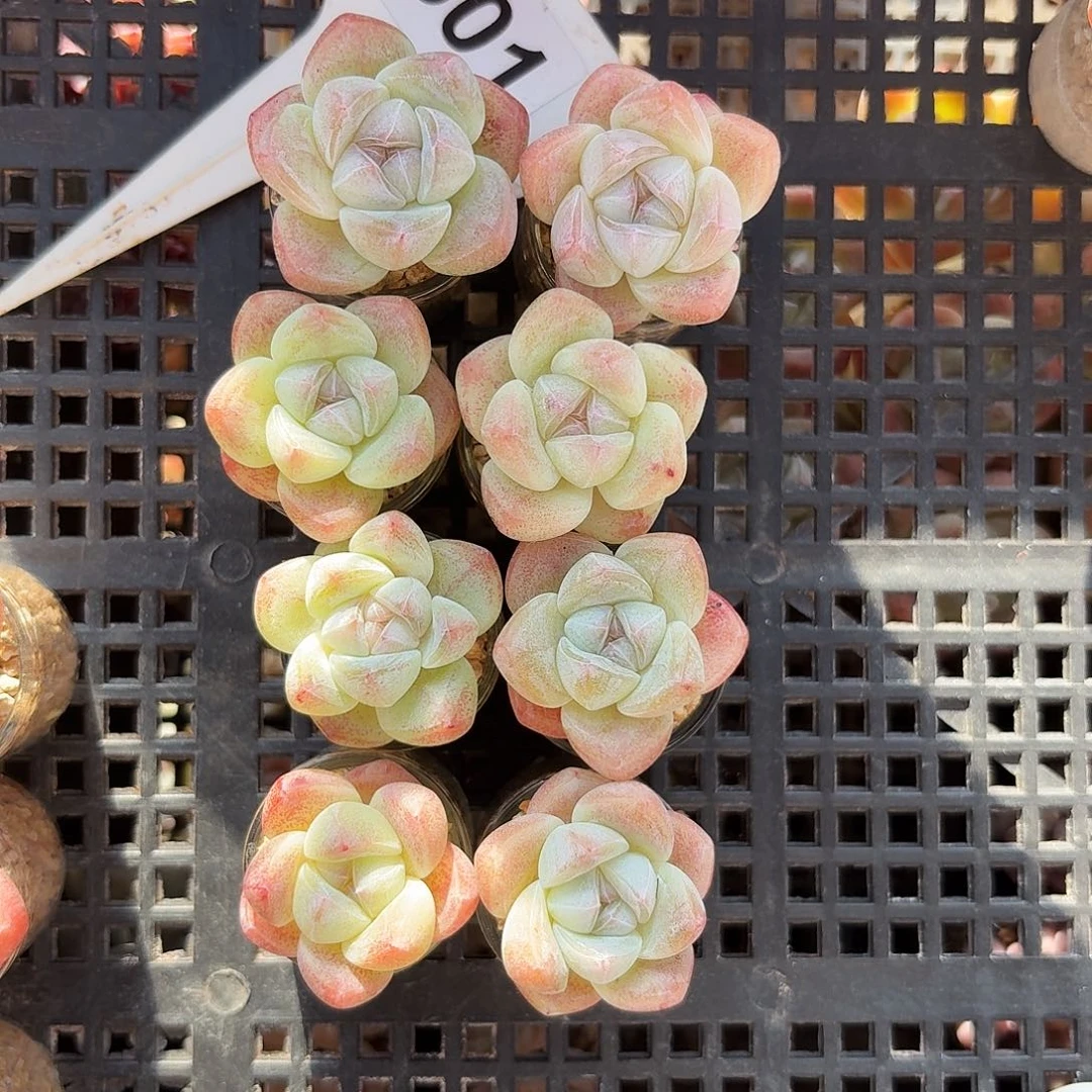唔*1301圆专拍一组带玻璃瓶发货