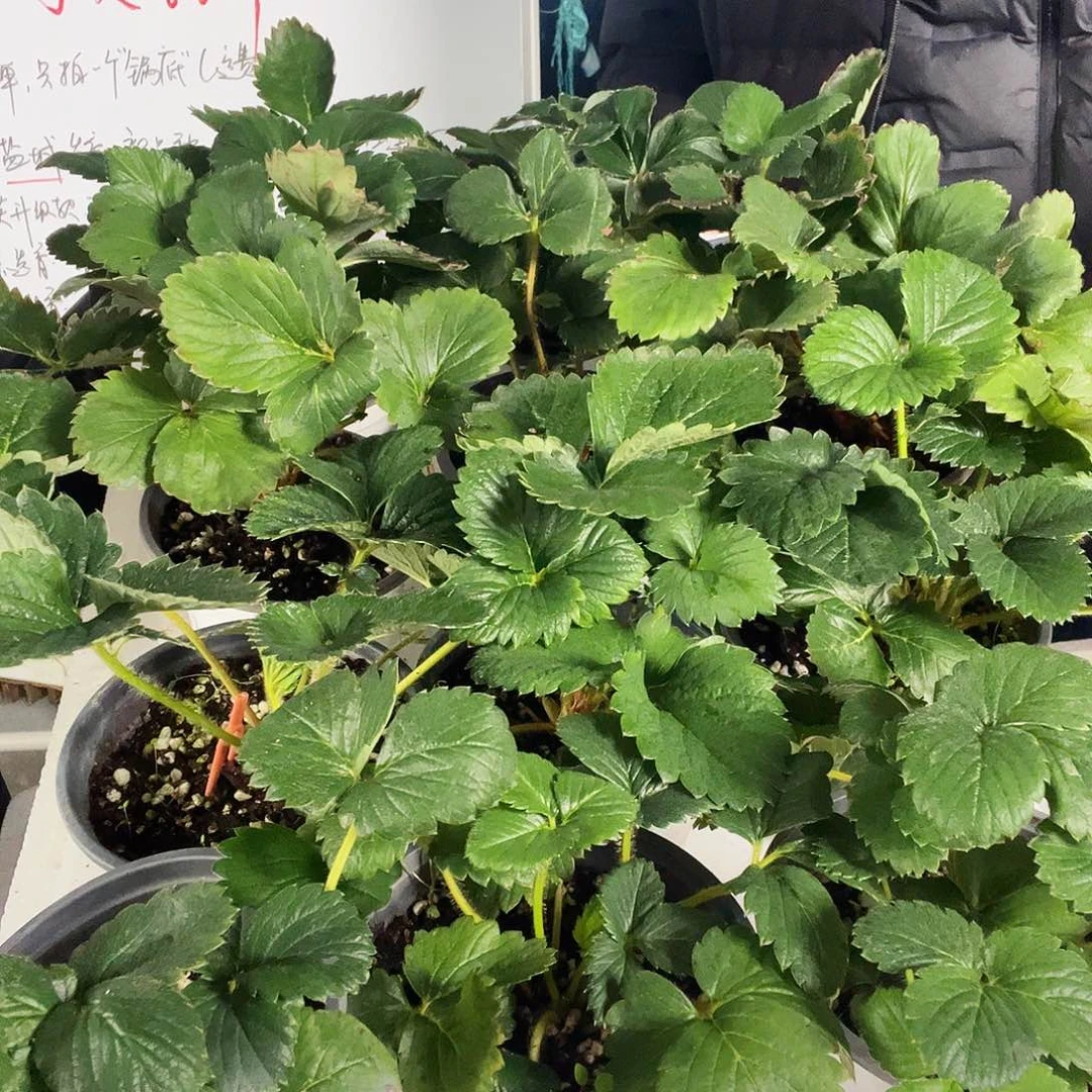 120建粉真章钵苗123456