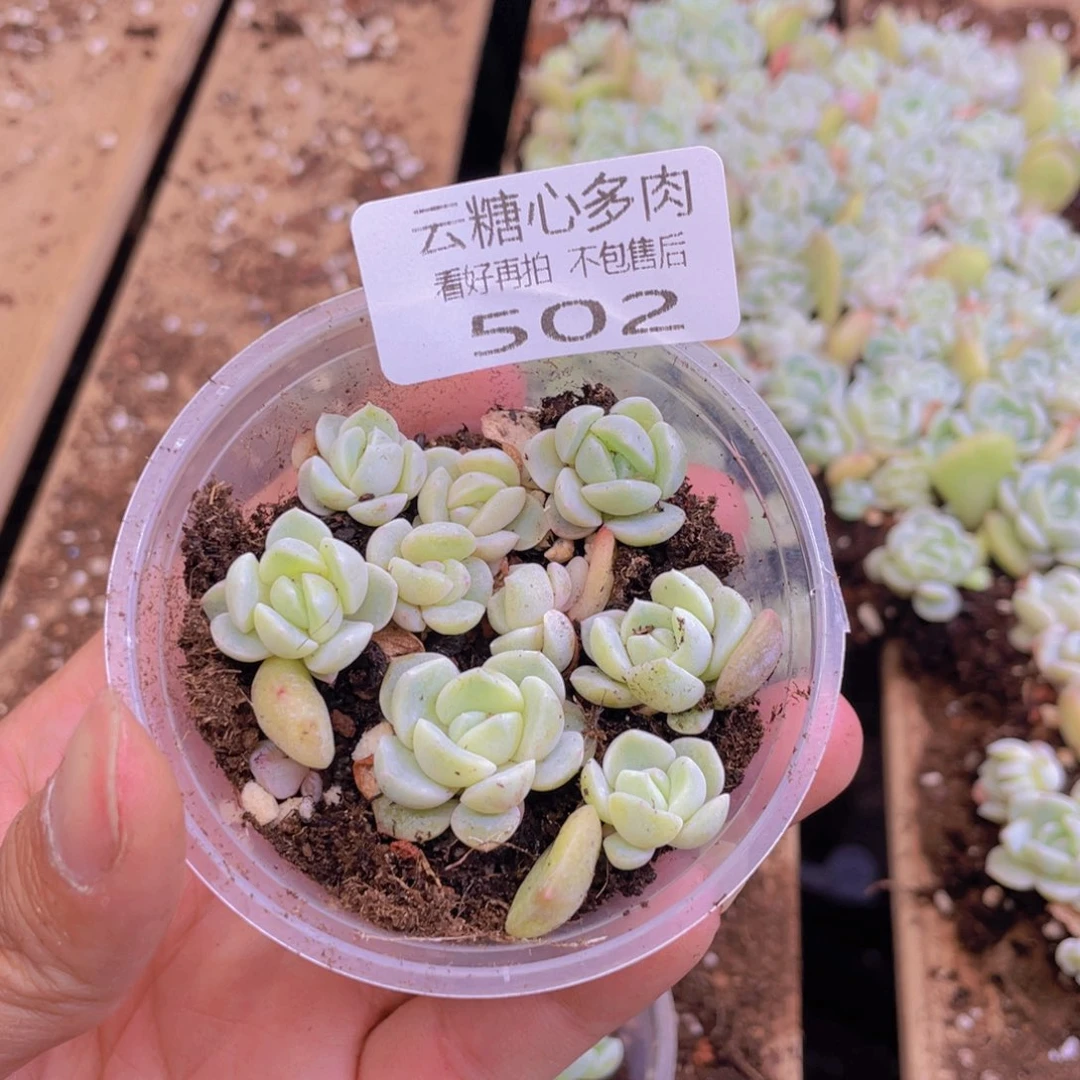 云糖心多肉植物502