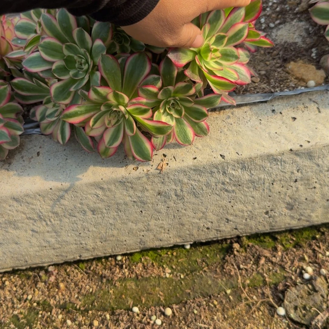 用***1223瑶光到秋 多肉植物