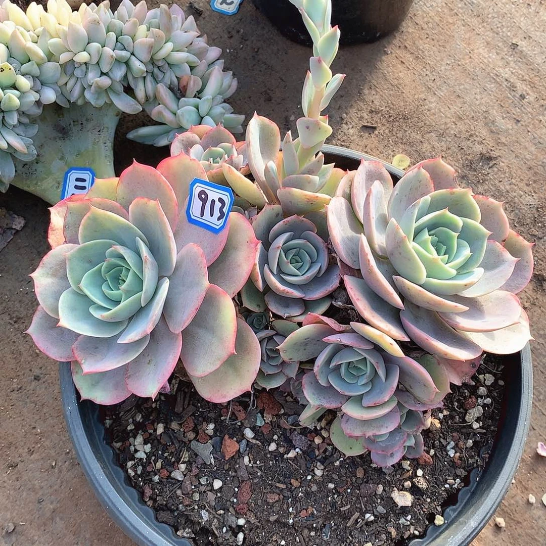 913苍鹭一物一拍多肉