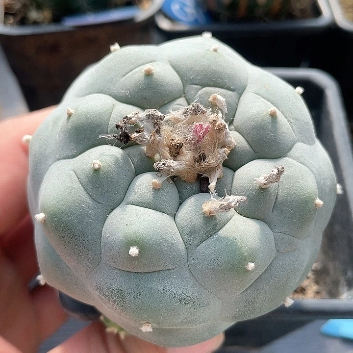 仙人球苗接7.3公分121