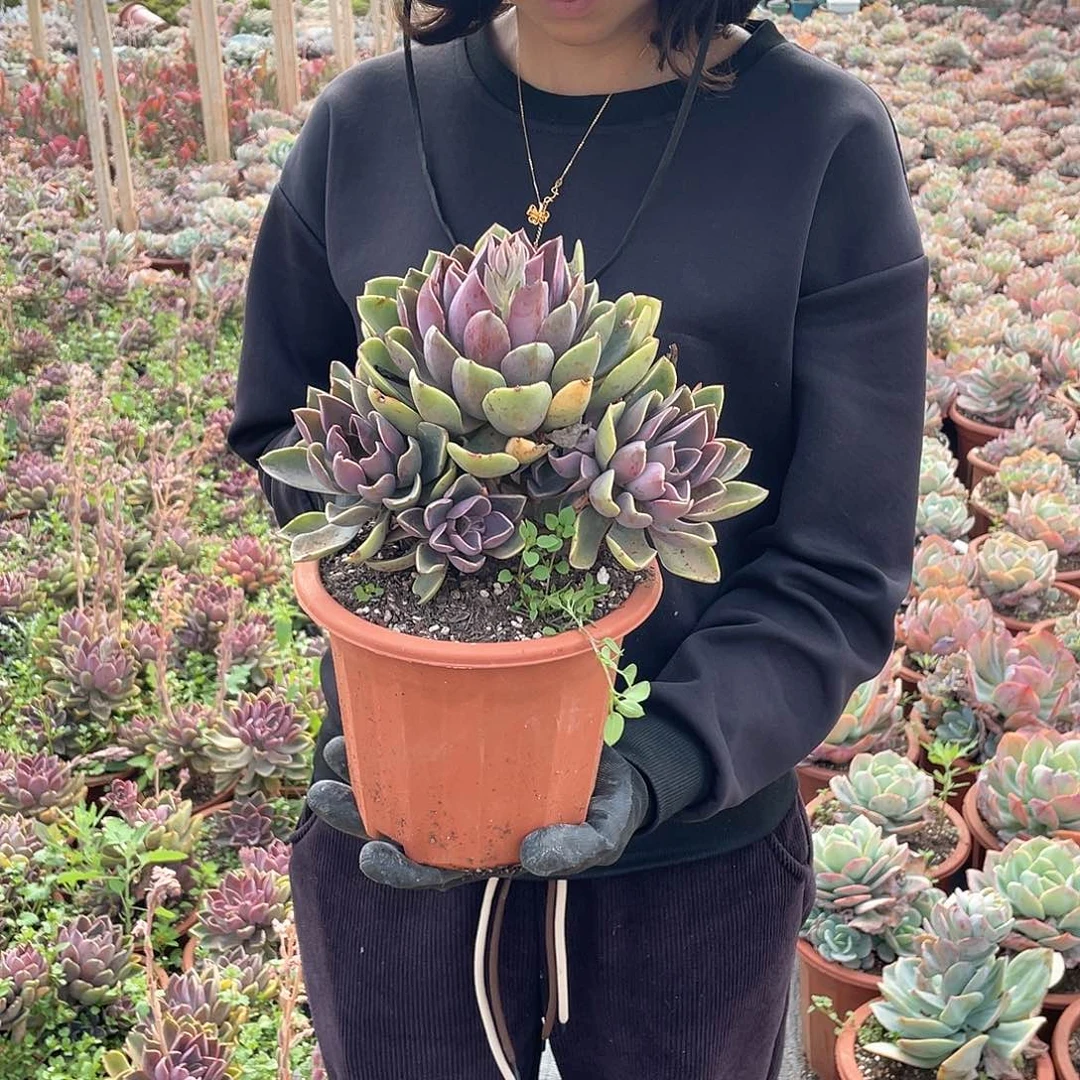 琼斯3头起9.9米 量拍多肉