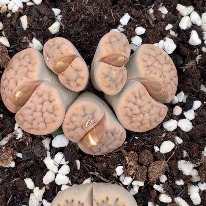 非偏远满20包邮592