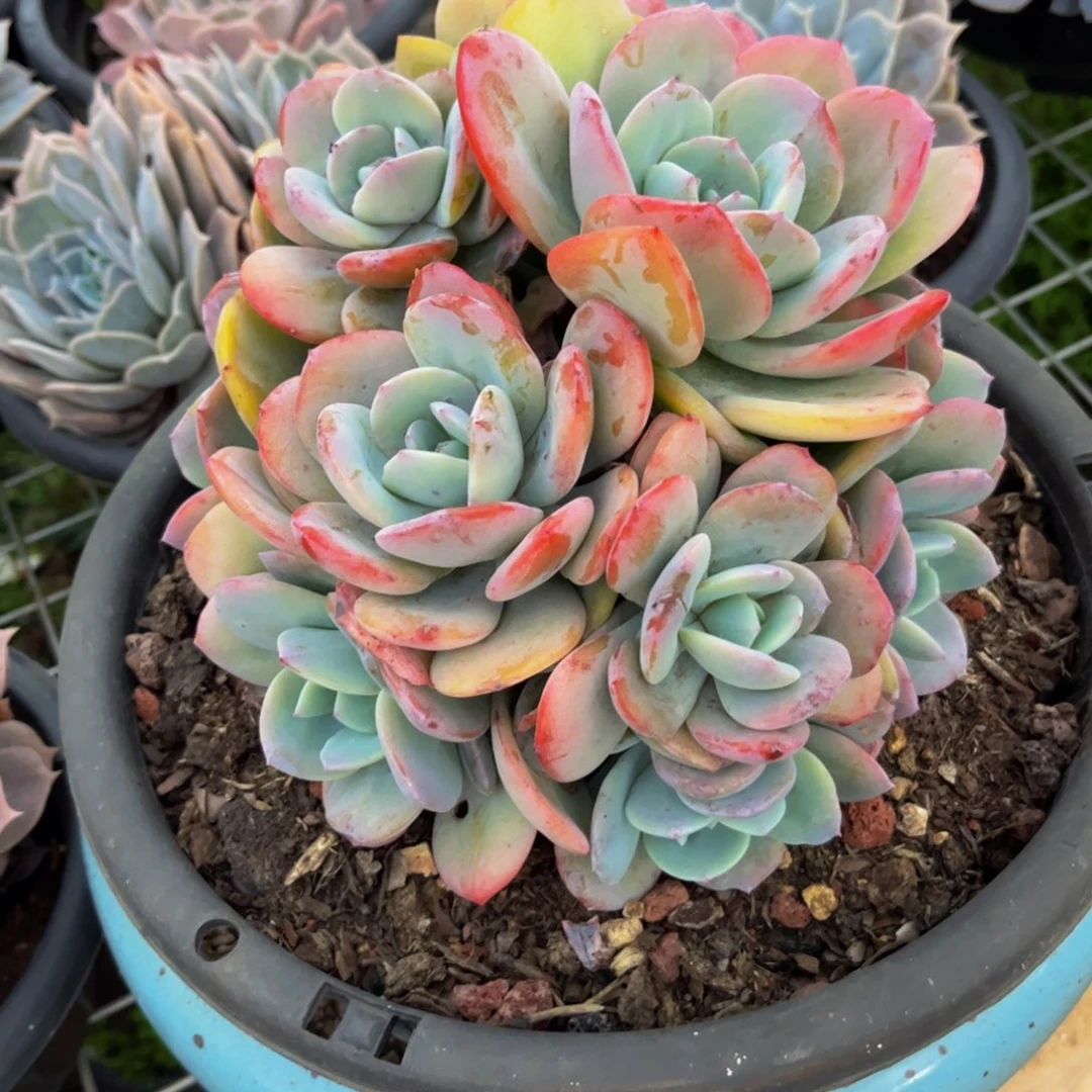 新疆西藏内蒙不发货，奶茶微瑕不售后