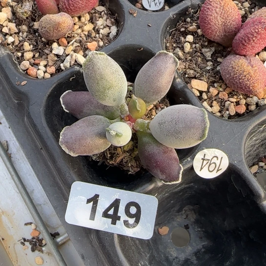 意***6艺伎海豹水泡多肉149