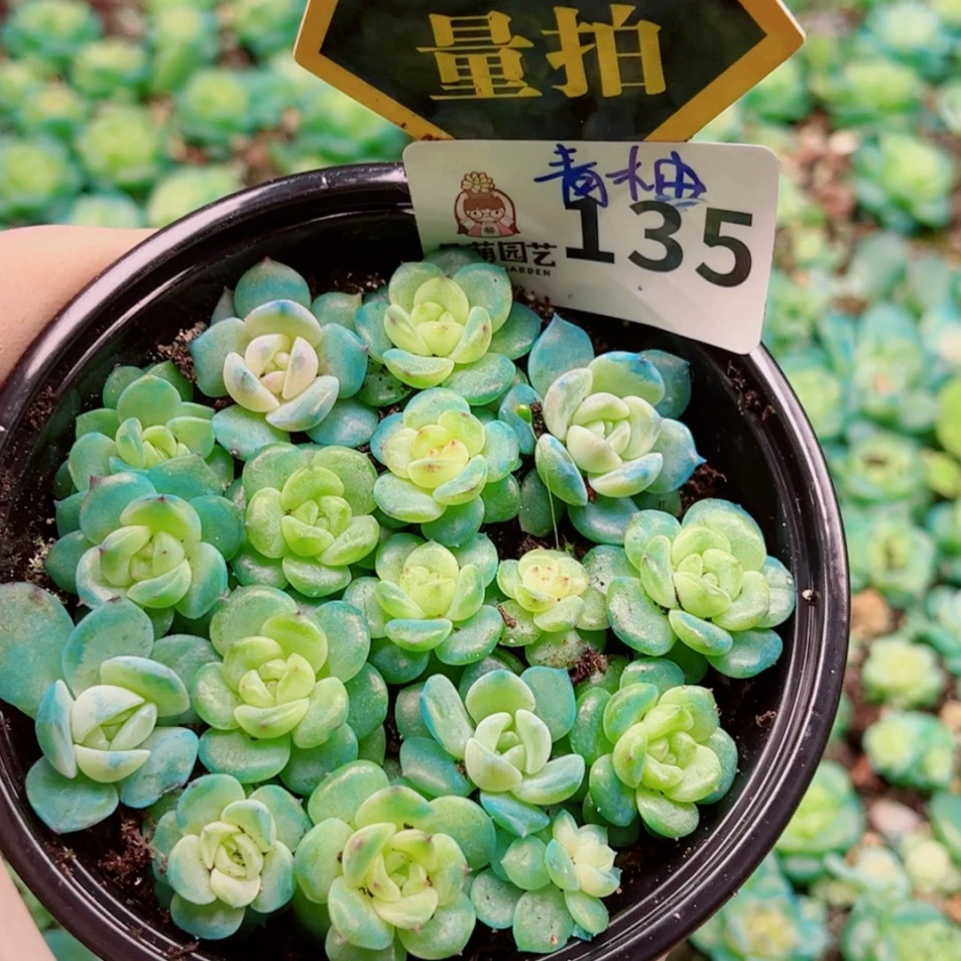 多肉植物多肉植物