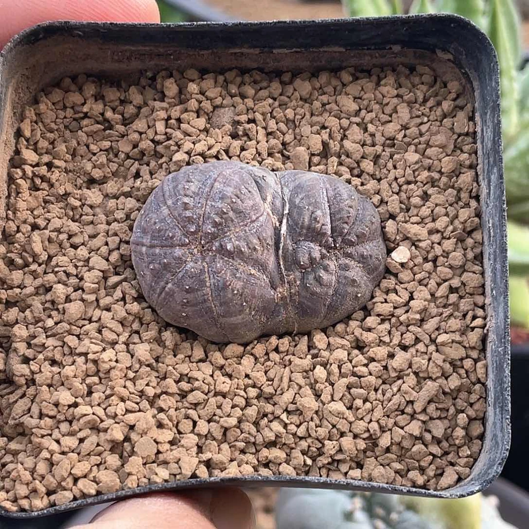 欧系布纹球缀化仙人球