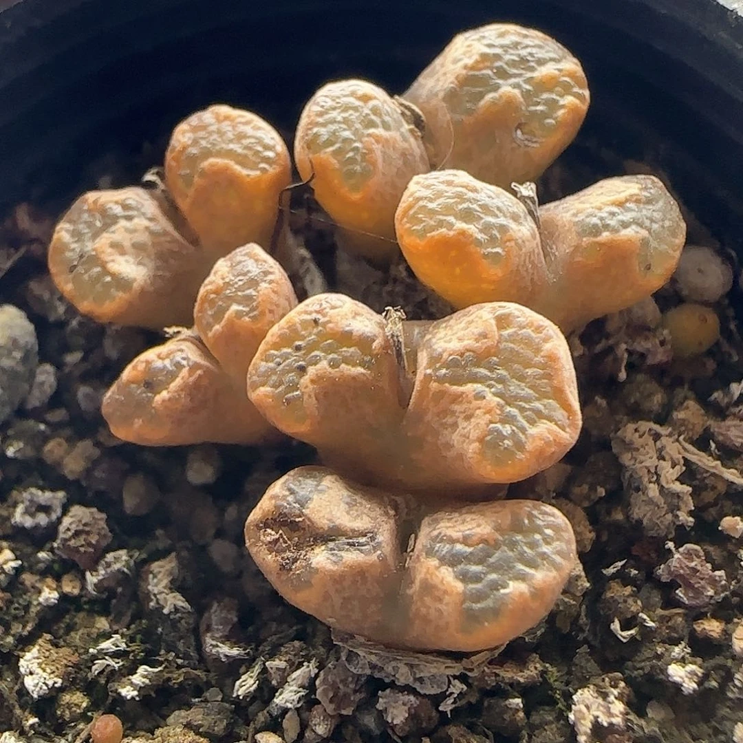 @****@脱土28包邮27318