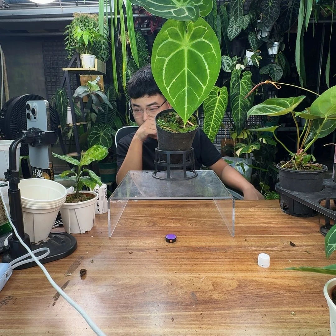 一****无花朵一物一拍B652