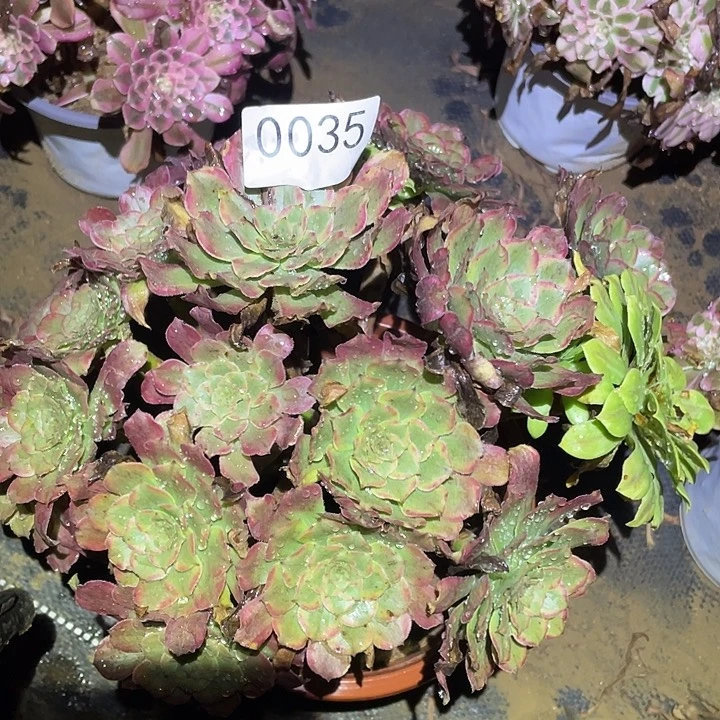 多肉植物法师35粉黛