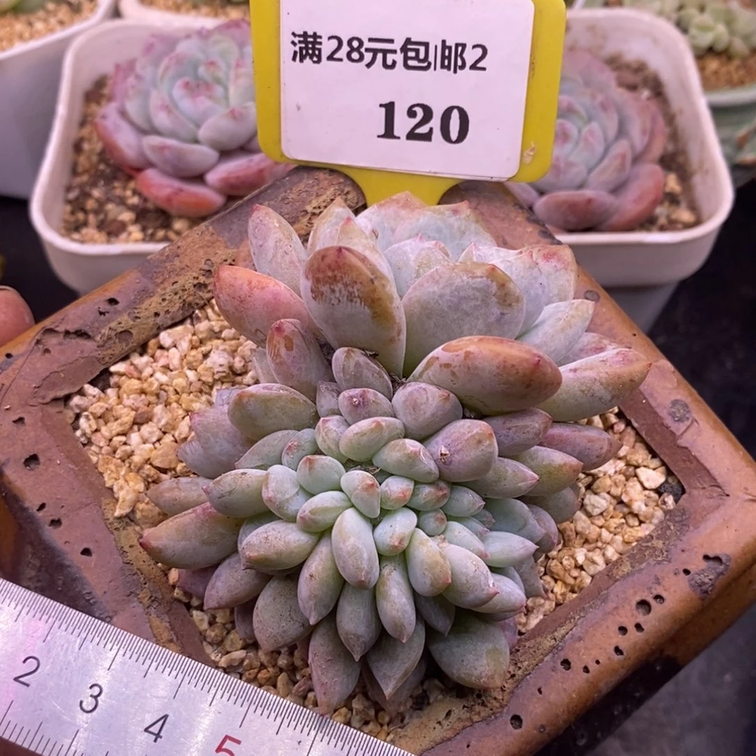 *****2120星影缀化多肉……